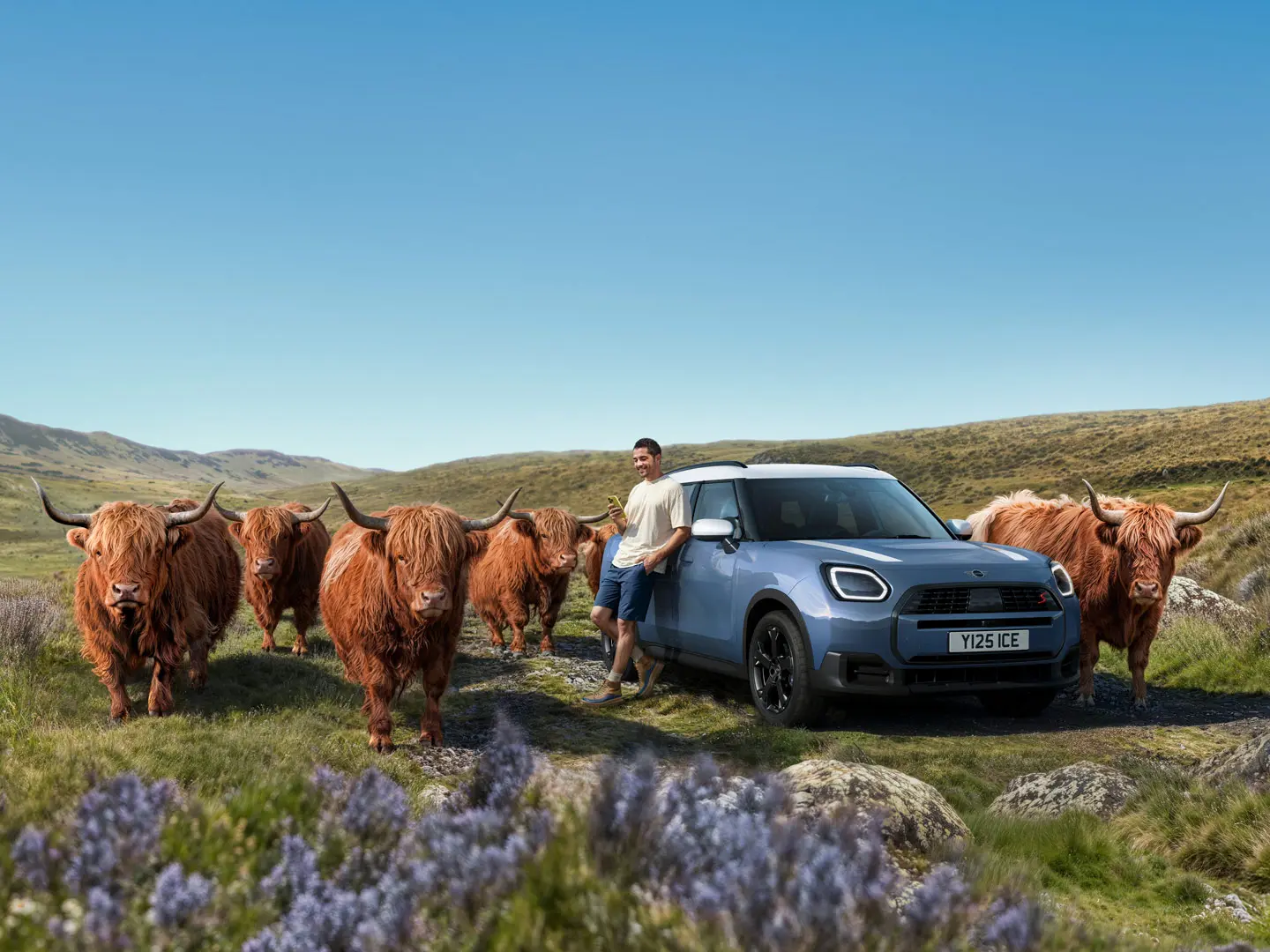 Man leans relaxed against his MINI Countryman S ALL4 while surrounded by Highland Bulls on hilly terrain.